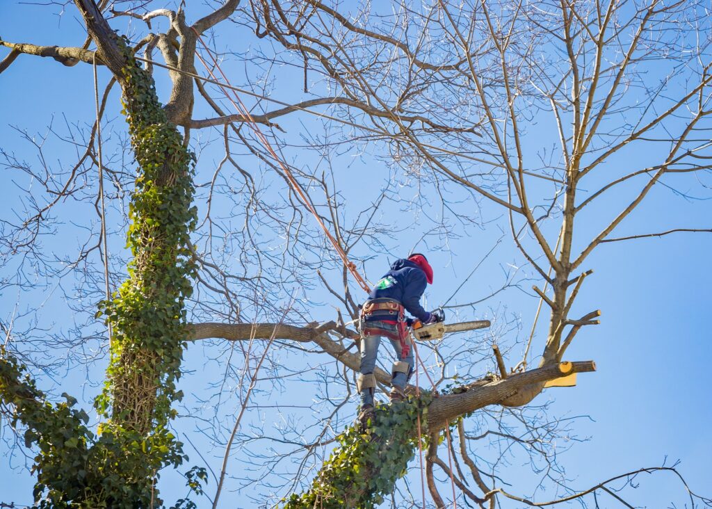 Arbor Junkies worker skillfully pruning branches with a chainsaw in Edwardsville, IL area, offering top tree trimming and removal services.