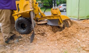 Stump grinder in action, efficiently removing a tree stump, showcasing professional stump grinding services.
