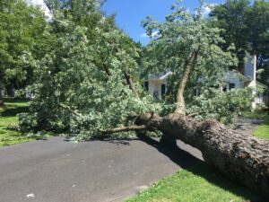 Tree fallen on home driveway, showcasing emergency tree removal services by Arbor Junkies in the Edwardsville, IL community.
