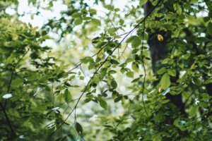 Tree foliage in a lush forest, representing the natural beauty and comprehensive tree care services provided by Arbor Junkies Tree Service in Edwardsville, Glen Carbon, Staunton, Bethalto, and Highland, IL.