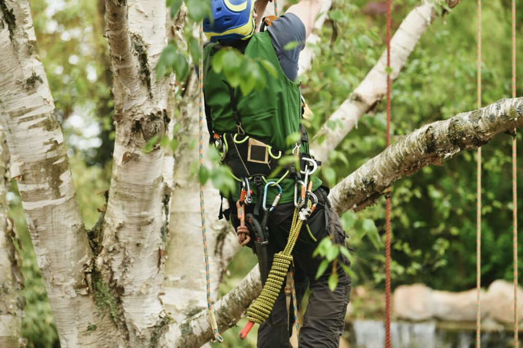 Arbor Junkies professional trimming tree branches for seasonal care in Edwardsville and Glen Carbon.