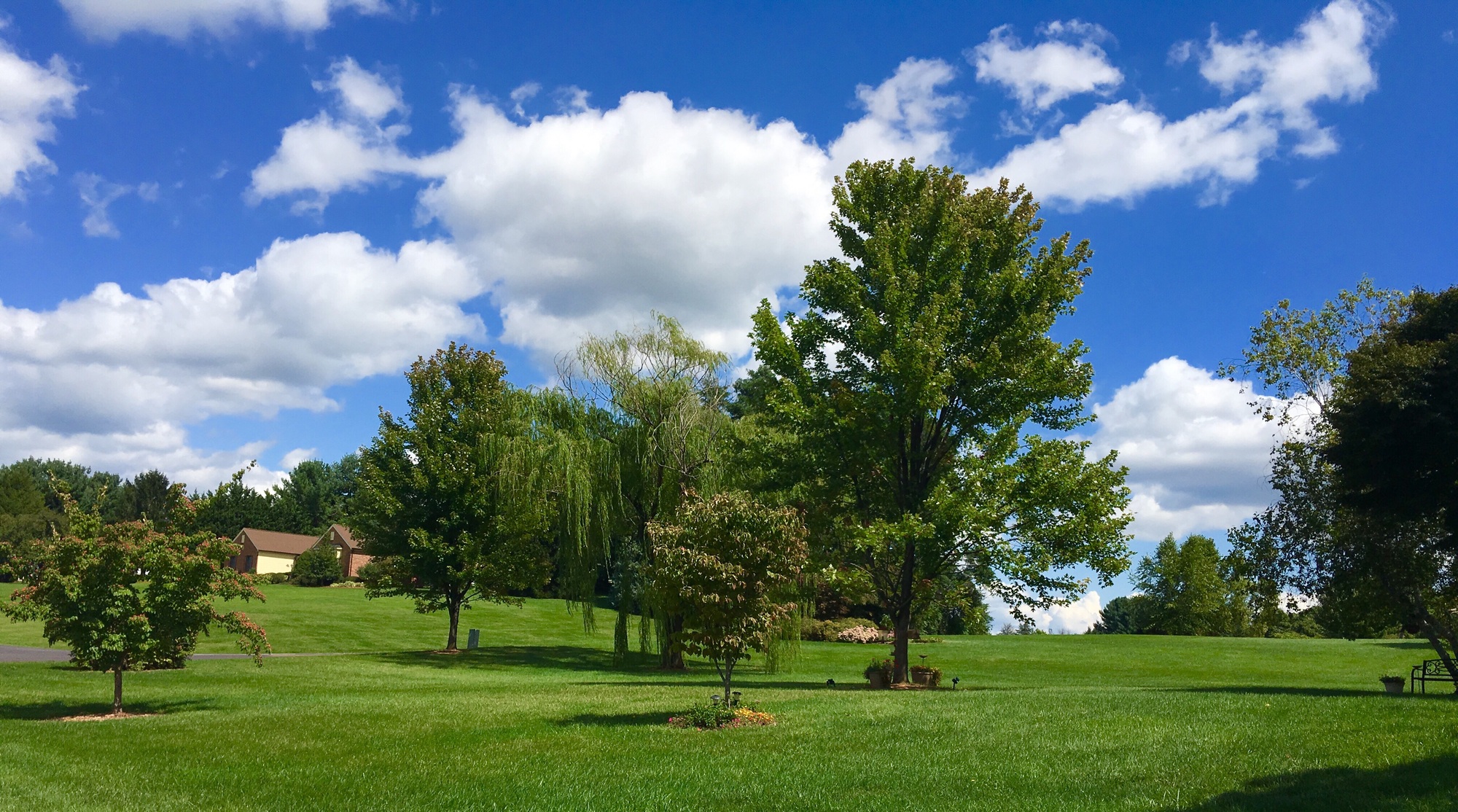 How Professional Tree Care Can Increase Your Property Value