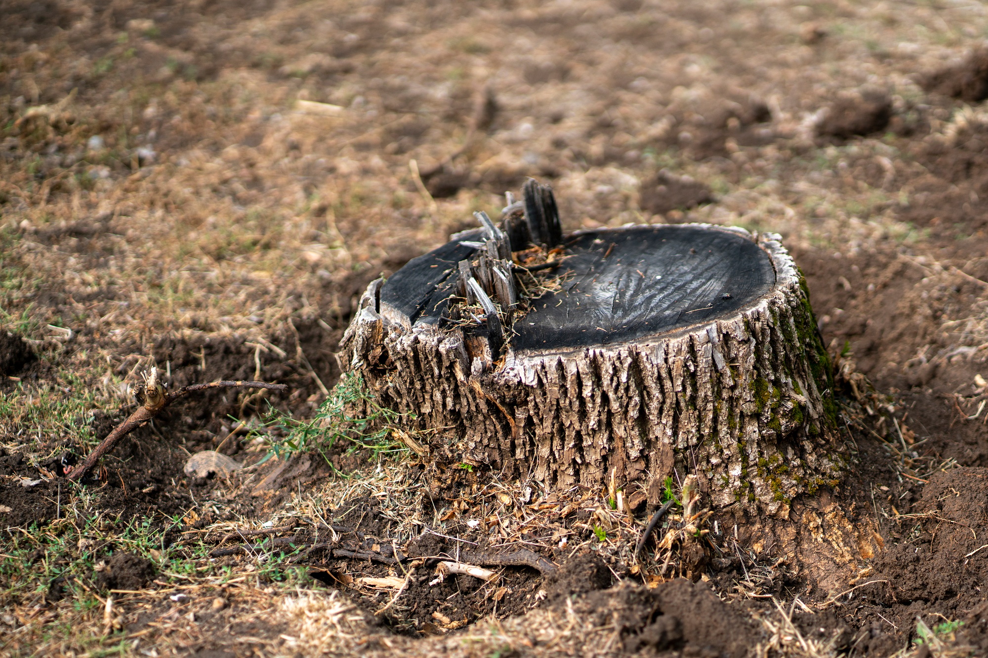 Why Stump Grinding After Tree Removal Matters | Arbor Junkies