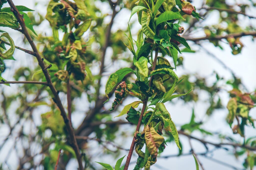 Diseases of peach tree twirled leaves. Selective focus.