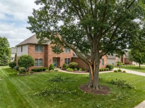 Mature tree with split trunk and broken limb in yard